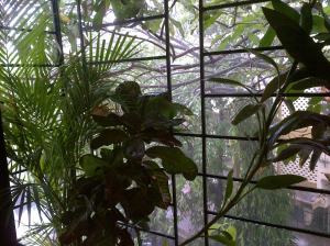 Balcony view of monsoon in Mumbai