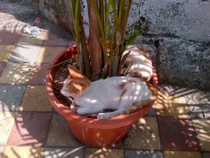 Yeah well, our pot is bigger than yours! We could even have a threesome!