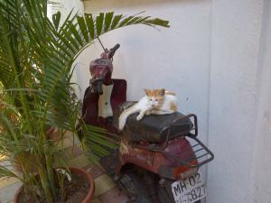 Bikes make great beds, don't you know!