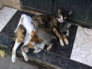 Holy crap! I've got kittens?! And they are greedy suckers too!