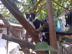 Cat-20131012-01084