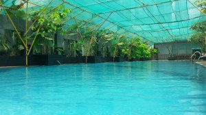 How fab is it to have a pool ALL to myself!! 