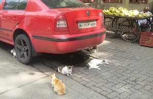 Cat car nappers