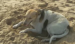 Juhu beach dog...