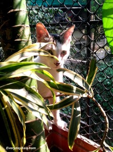 Deep in the jungles of Bandra Reclamation, the wild Zoe may be found in her natural potted plant habitat