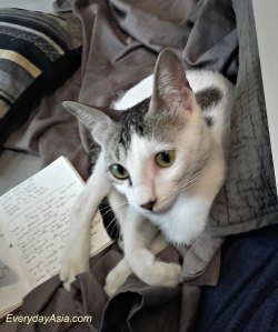 I can stay close! Really! Honest! You just keep typing...